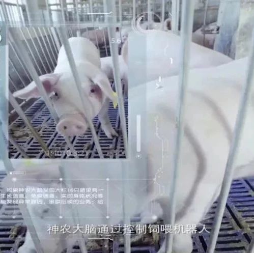 AI「 跨进猪栏」，吃上高科技含量的猪肉还要多久？|京东|阿里云_新浪新闻