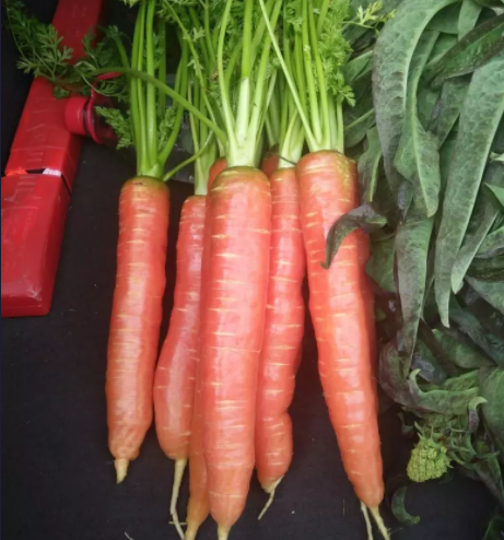 农家自种的手指胡萝卜,素有"小人参"之称,是宝宝的零食水果