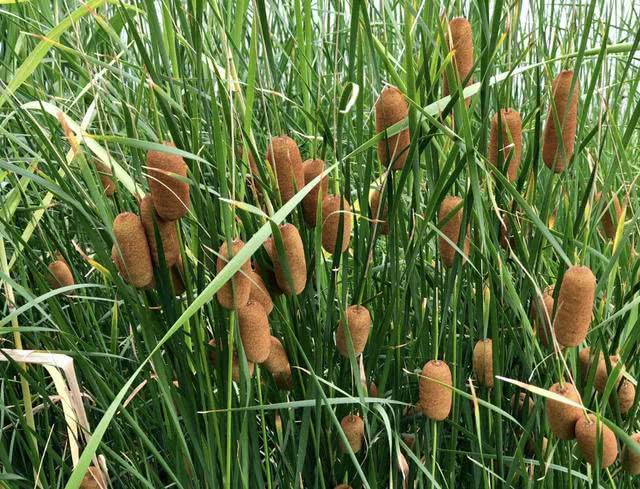 在池塘周围,生长着1种"香蒲草",远看像"火腿",奇特,珍贵