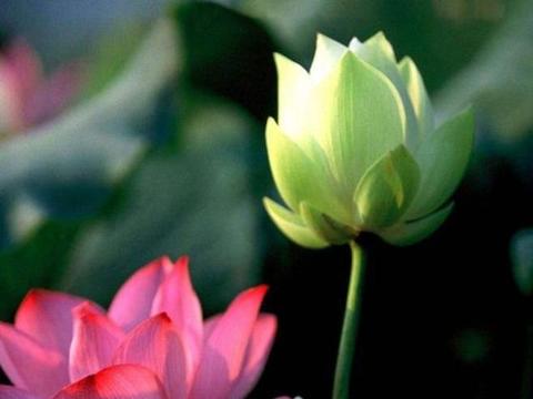 佛教：供养灯香花果时，了解背后的含义，功德无量！|供水|佛教|菩萨_新浪新闻