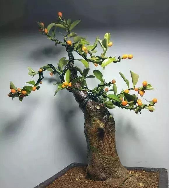金豆盆景挂果满枝有2点技巧