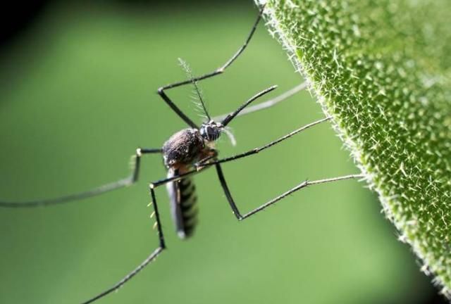 世界上最小的蚊子体长最小只有1毫米咬人很疼还有毒性