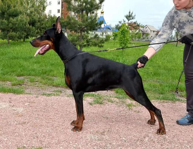 多种烈性犬杂交的狗狗,还经历过二战,难怪杜宾犬不让养