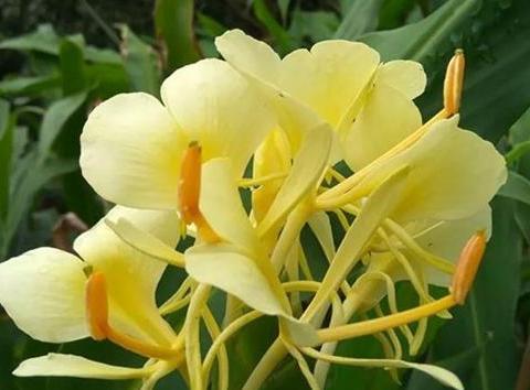 喜欢菊花，不如养盆“珍品名花”黄姜花，花形典雅，气味芬芳|花形|名花|芬芳_新浪新闻