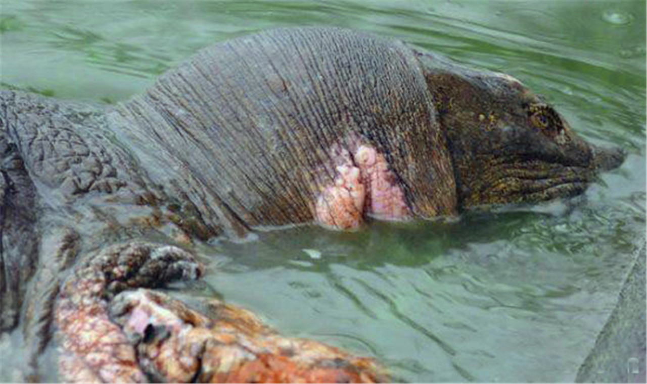 渔民意外捕获一头百年巨型鳖精,可惜早已性命垂危