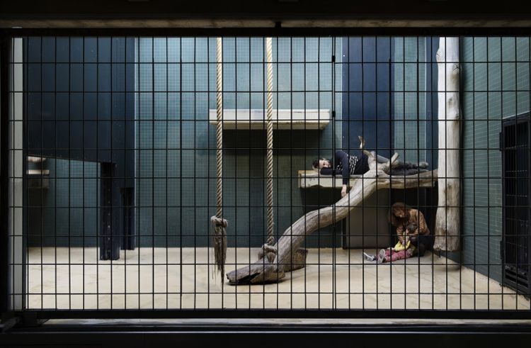 像动物一样关进牢笼被人观赏,一年给你一百万,你能接受吗?