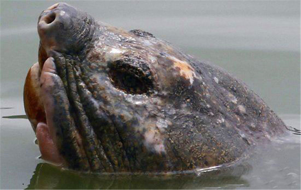 渔民意外捕获一头百年巨型鳖精,可惜早已性命垂危