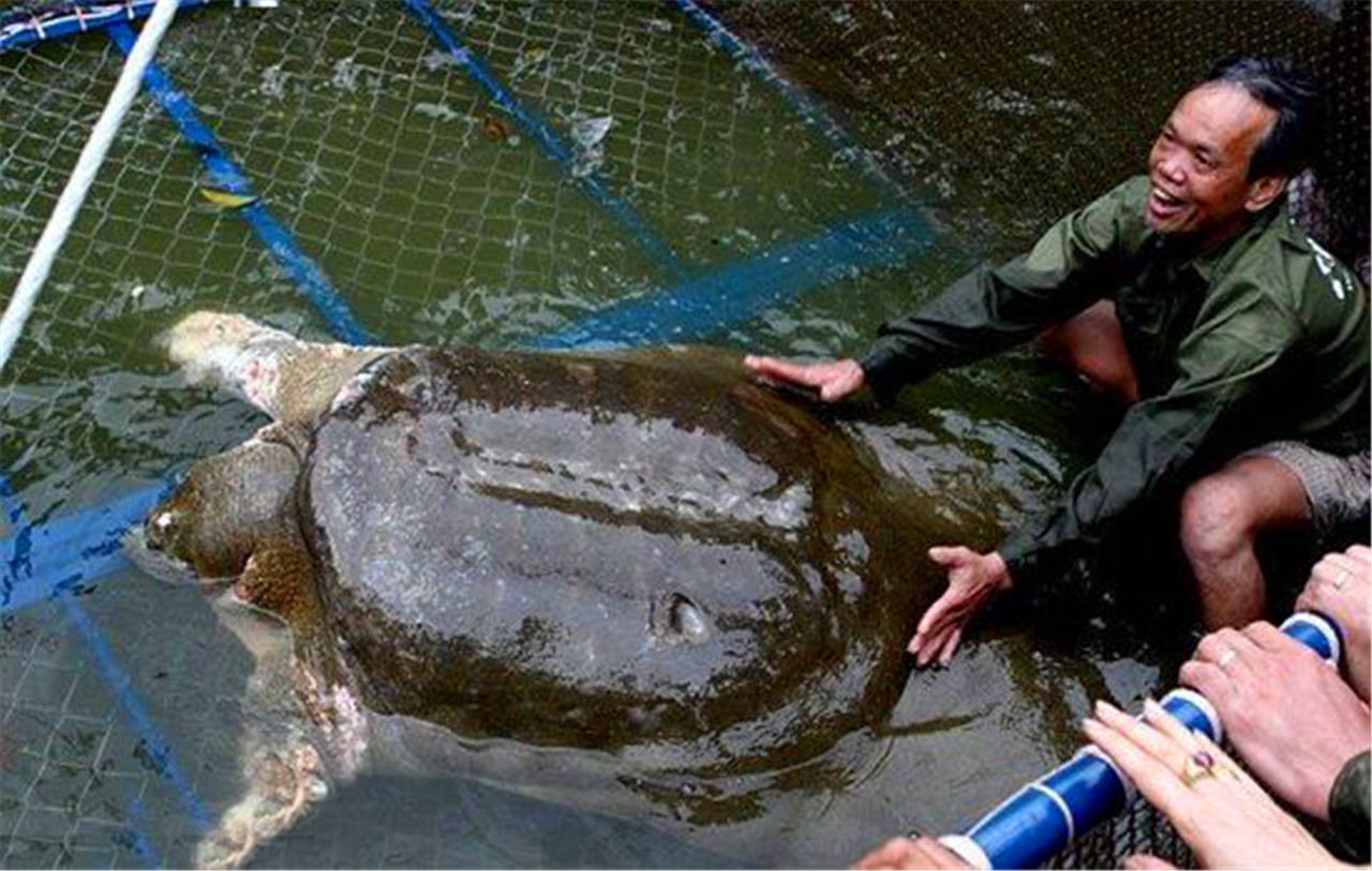 渔民意外捕获一头百年巨型鳖精,可惜早已性命垂危