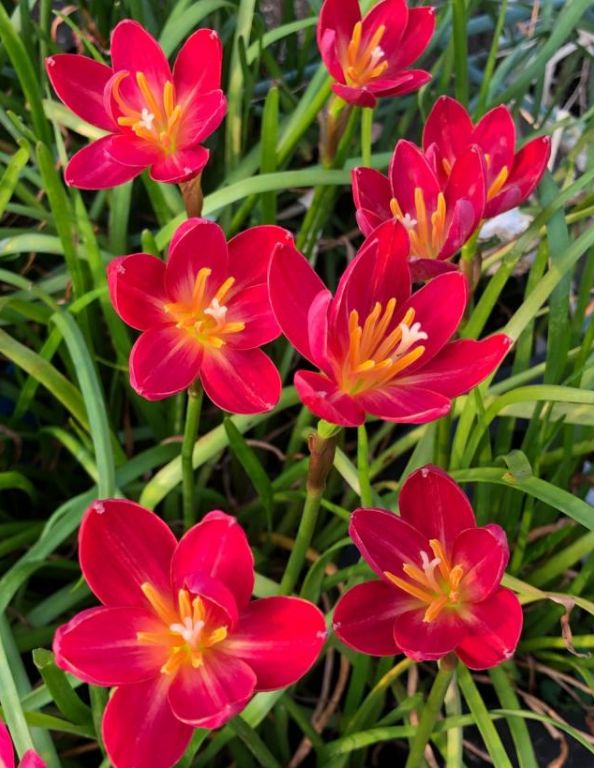 喜欢菊花,不如养盆"花中珍品"风雨兰,花色丰富,颜色鲜艳