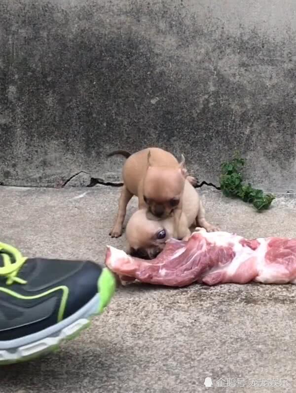 两只吉娃娃抢块猪肉狼吞虎咽能吃的狗让人看傻了眼