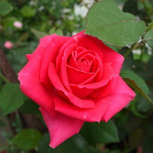 它花开如红似火,如火焰般燃烧,为正处在黑暗中的你照亮前进方向|花开|