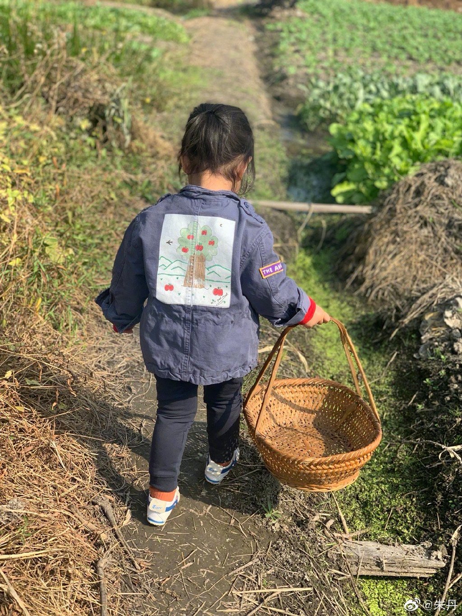朱丹晒女儿手提篮子萌照 萌娃菜地里拔萝卜十分可爱
