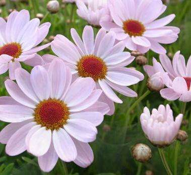 玛格烈菊,花开如梦幻般的色彩斑斓,千娇百媚,格外的优美动人