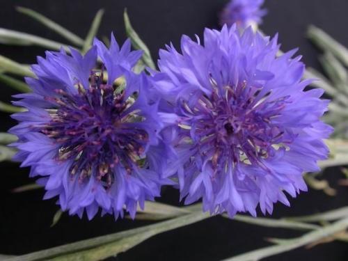 玛格烈菊,花开如梦幻般的色彩斑斓,千娇百媚,格外的优美动人