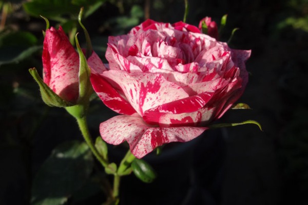 喜欢月季就养一颗月季胡里奥吧红白相间浓浓的柑橘香