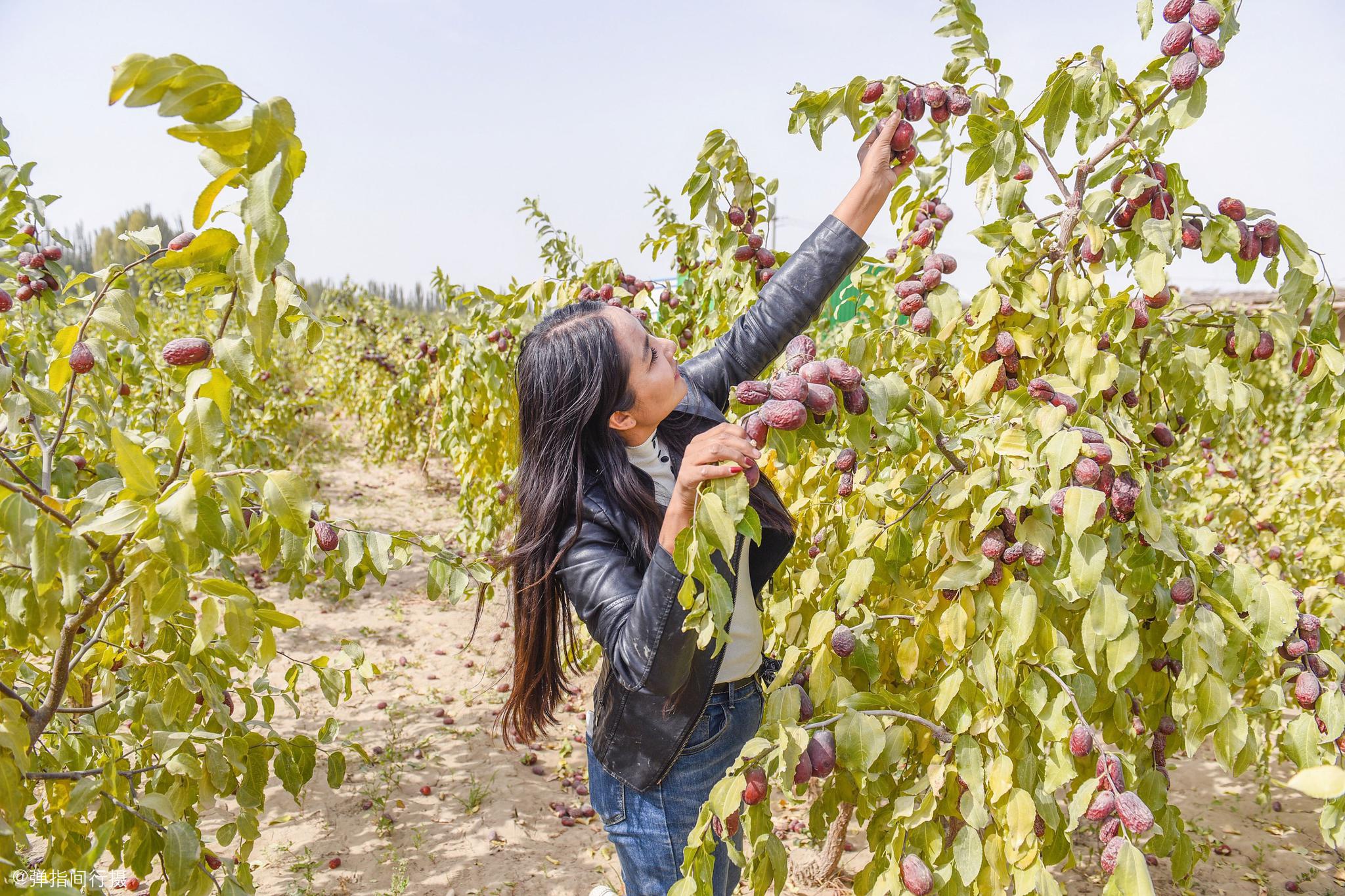 偶遇新疆农民晒红枣场面美如抽象画鸡蛋大的红枣1公斤30元
