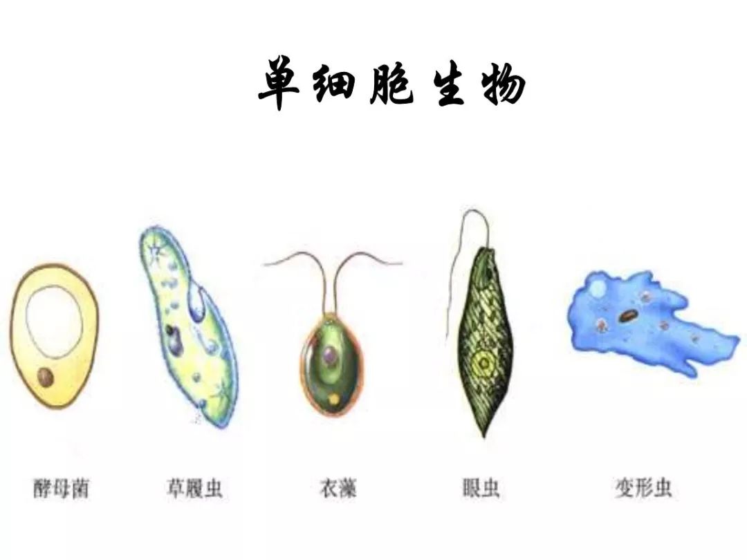 单细胞如何进化成复杂生命这个过渡期非常不简单