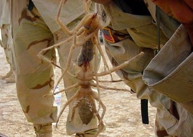 据了解,士兵们在离地面1米7左右,挖到了蚂蚁巢穴最深的地方,并在蚁巢