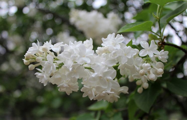 养花小贴士,如何养殖丁香花,学会这些夏天丁香满园|丁香花|丁香|养殖_新浪新闻