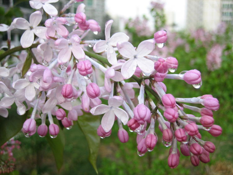养花小贴士,如何养殖丁香花,学会这些夏天丁香满园|丁香花|丁香|养殖_新浪新闻
