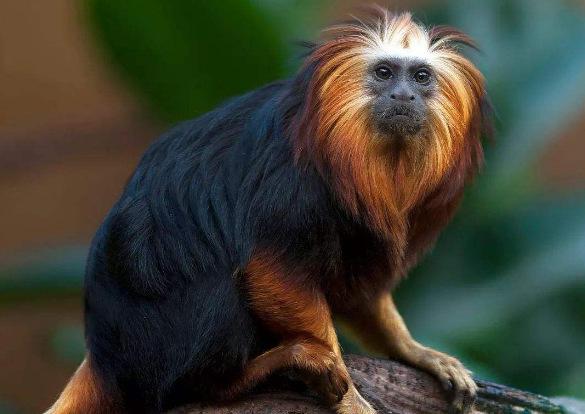 在马来半岛和苏门答腊等地区有少数量的苏门答腊,属于高度濒危物种