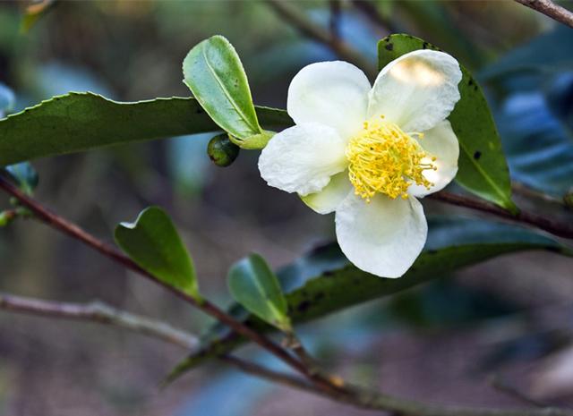 茶树花长什么样？非山茶花！|茶树花|山茶花|茶树_新浪新闻
