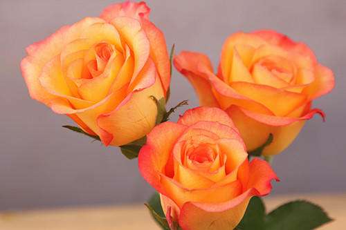 金辉玫瑰,花型饱满,花开金光璀璨,似一片片金色的海洋富贵满堂