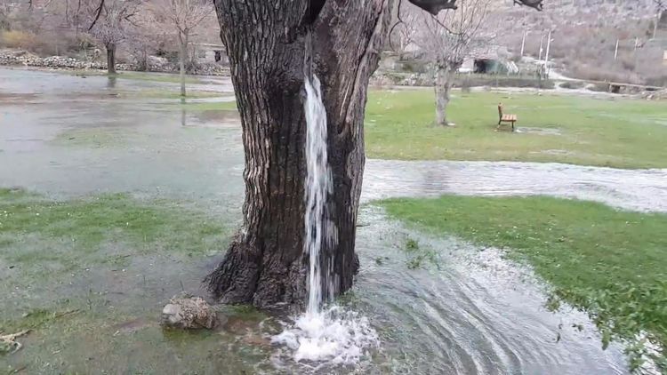 世上唯一会"喷水"的树,几十年从没停过,水是怎么来的?