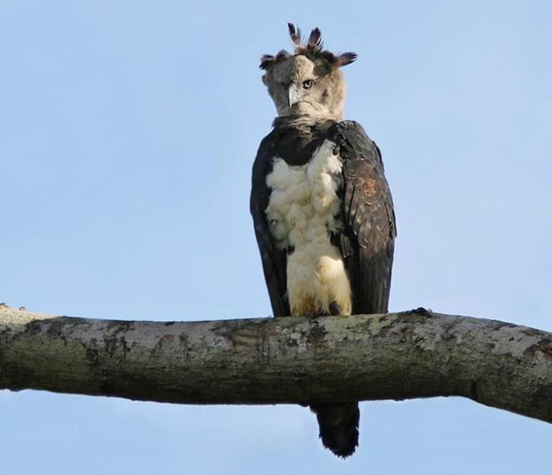 这种鸟类被赋予冥界色彩,它们站立的样子看起来真像"鸟人"|哈比|角雕
