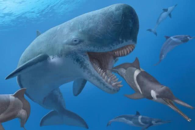 海洋猛兽大比拼:抹香鲸与大王酸浆鱿谁才是最强王者?