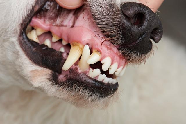 为什么狗狗会有两排牙齿其实那是乳齿有些狗狗成年后乳齿还在