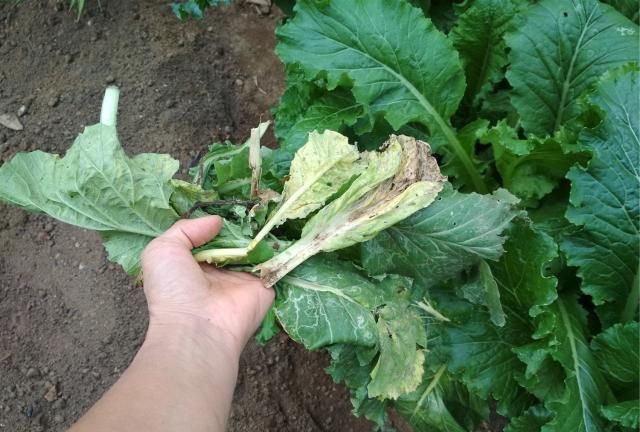 老菜叶留植株上对蔬菜生长有影响拿来沤肥