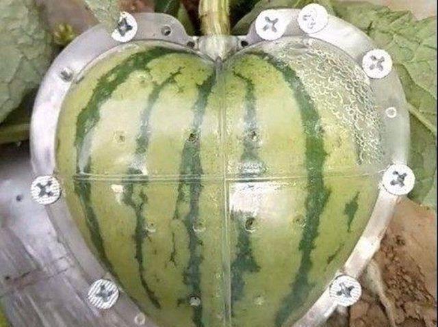 男子在所有人的嘲笑中种植出变形西瓜赢得大家的尊重