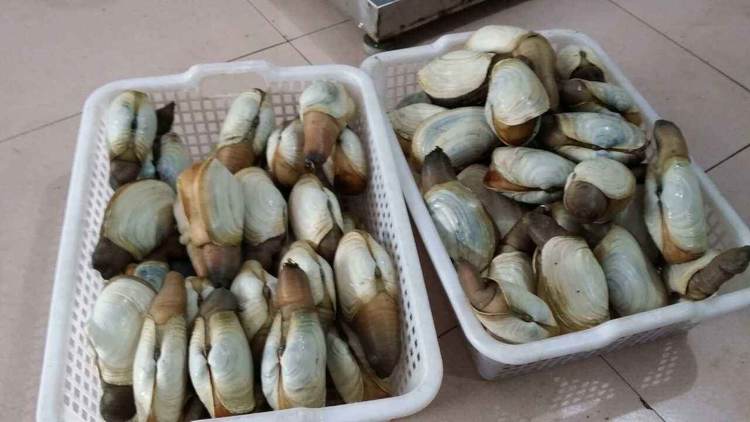 真的能"以形补形"?象拔蚌能补肾吗?