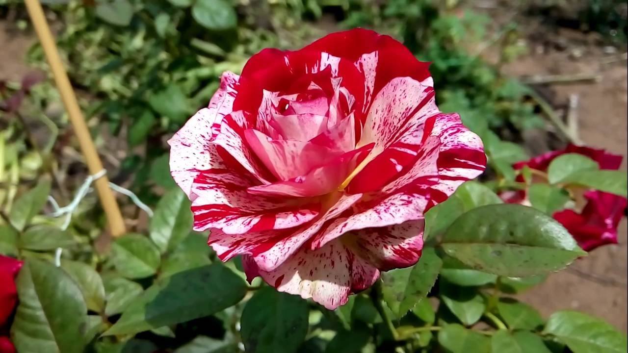 喜欢月季就养一颗月季胡里奥吧,花色绚丽缤纷,红白相间独有情调