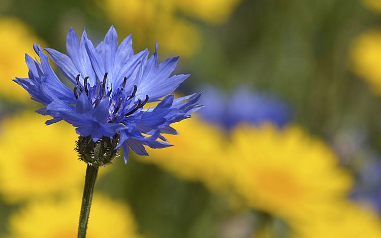 优雅细致的"矢车菊",湛蓝无暇纯净美丽,色彩鲜艳花型别致