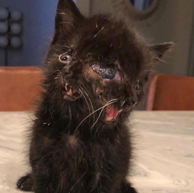 小猫患病长有2张面孔,两个嘴巴会同时抢食,兽医不言放弃