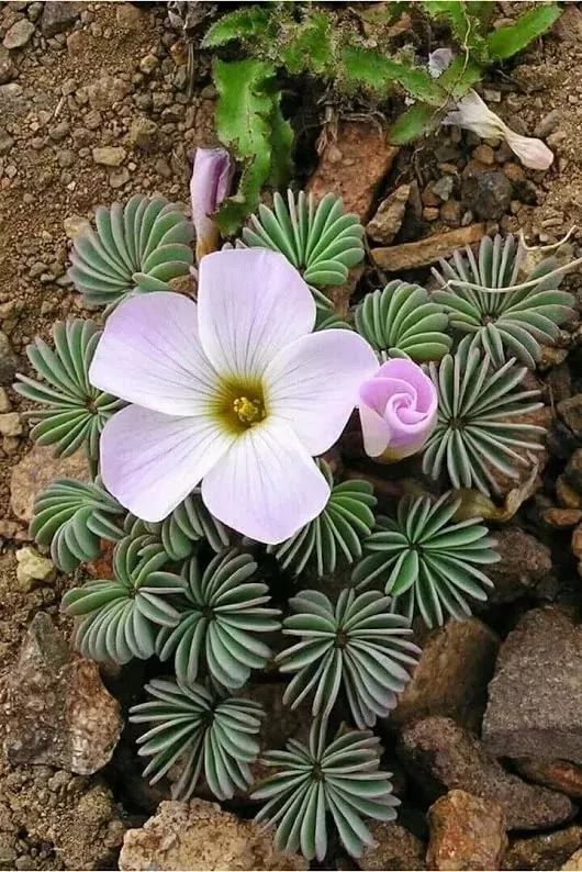 叶子像棕榈一般的酢浆草能开出清新的花朵植株小却贵