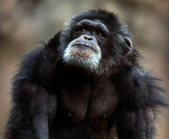 比利猿到底有多神秘?它对待人类与对待猛兽的态度截然不同