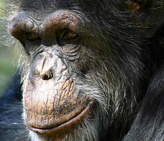 比利猿到底有多神秘?它对待人类与对待猛兽的态度截然不同