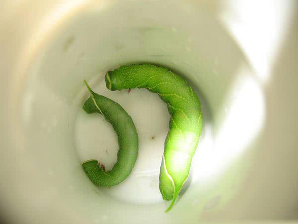 钓鱼你用商品饵还是蚯蚓?