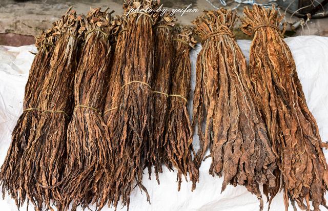 中国式“土雪茄”,自种自裹自抽的叶子烟,知道它的人都渐渐老去|叶子烟|雪茄|土烟_新浪新闻