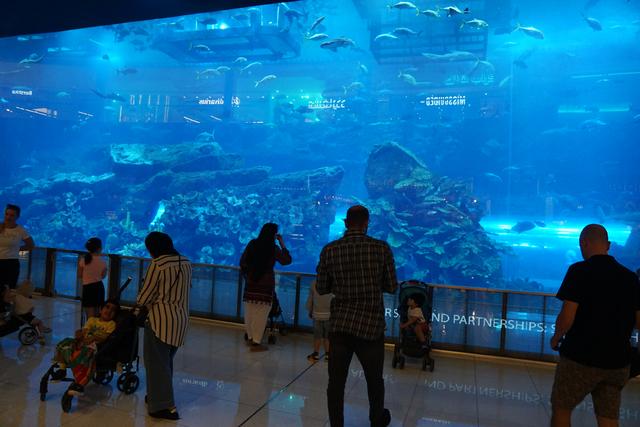 世界第一大观赏鱼箱