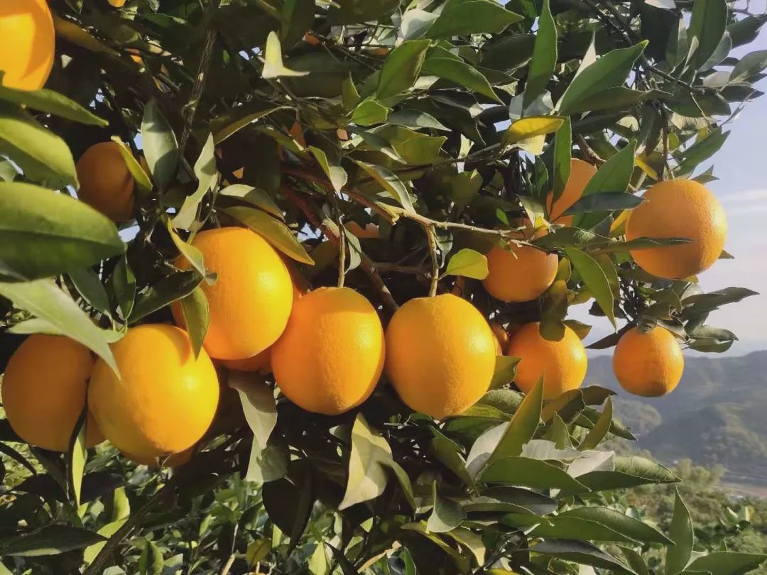 湖南黔阳冰糖橙,口感脆甜,像冰糖一样的爽口甜度,你吃过吗?