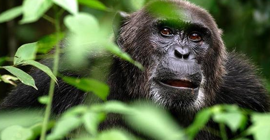 比利猿到底有多神秘?它对待人类与对待猛兽的态度截然不同