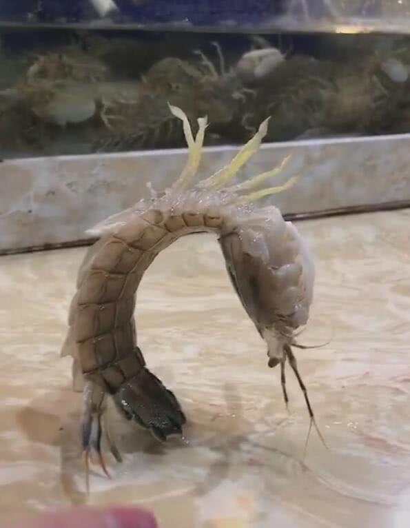 三只皮皮虾被安排,弯腰90度,结果用手一碰搞笑了