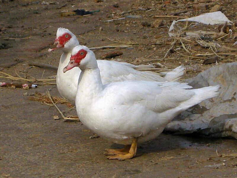 今年养殖行情喜人老汉养了1000只鸳鸯鸭你猜赚了多少钱