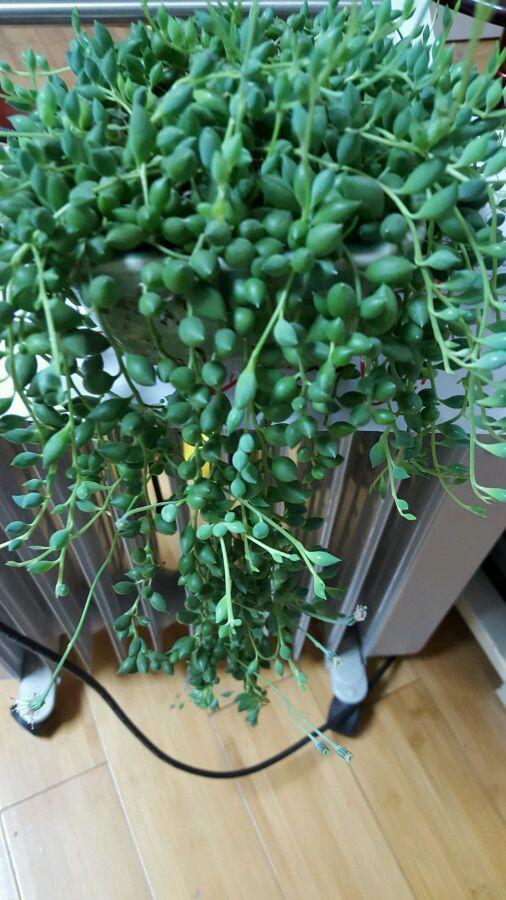 民间养花"高手",情人泪长到2米长,天然大瀑布,谁见谁喜欢