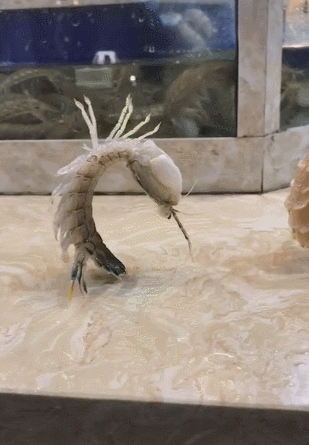 三只皮皮虾被安排,弯腰90度,结果用手一碰搞笑了