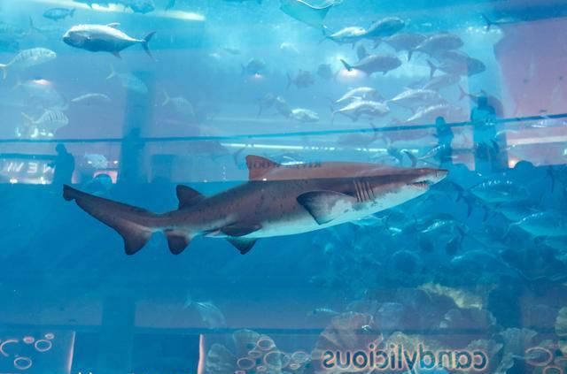 世界最豪华的海底购物中心，鲨鱼就在头顶游，游客：刺激